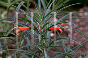 Picture of Lobelia laxiflora angustifolia 