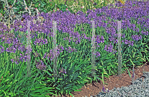 Picture of Agapanthus  'Headbourne hybrids'