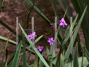 Picture of Aristea ecklonii 