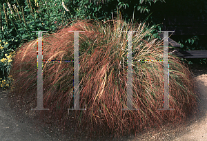 Picture of Stipa arundinacea 