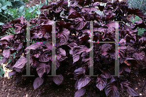 Picture of Perilla frutescens 'Atropurpurea'