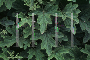 Picture of Pelargonium ribifolium 