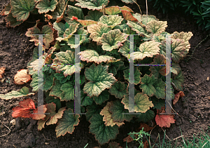 Picture of Tellima grandiflora 'Rubra'