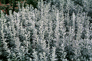 Picture of Artemisia ludoviciana 'Silver Queen'