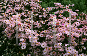 Picture of Erigeron x hybridus 'Snow White'