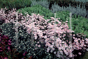 Picture of Erigeron x hybridus 'Snow White'