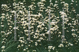 Picture of Sisyrinchium striatum 