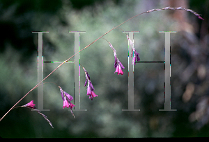 Picture of Dierama pulcherrimum 