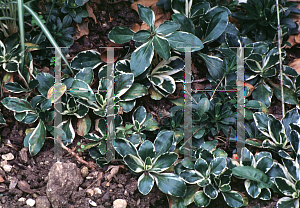 Picture of Veronica gentianoides 'Variegata'