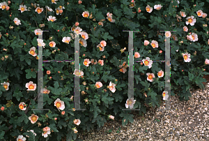 Picture of Anisodontea lateritum 