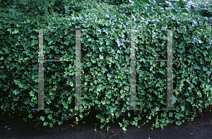 Picture of Hedera helix 'Parsley Crested'