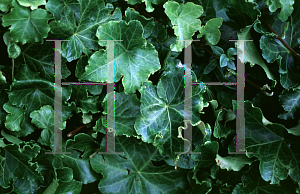 Picture of Hedera helix 'Parsley Crested'