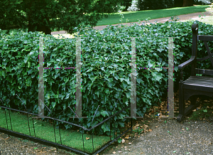 Picture of Hedera helix 