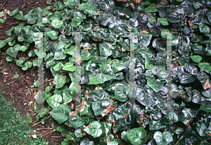 Picture of Hedera colchica 'Trabzon'
