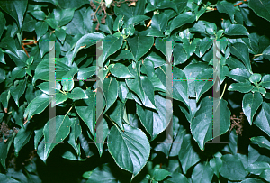 Picture of Hydrangea petiolaris 