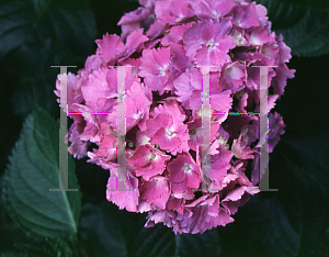 Picture of Hydrangea macrophylla 'Hamburg'