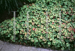 Picture of Hepatica transsilvanica 