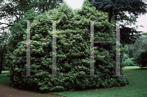 Picture of Ilex aquifolium 'Watereriana'