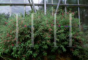 Picture of Indigofera heterantha 