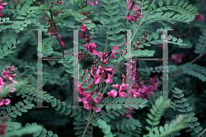 Picture of Indigofera heterantha 