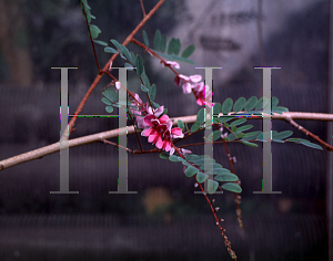 Picture of Indigofera nigrescens 