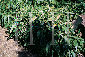 Picture of Indocalamus tessellatus 