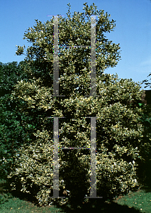 Picture of Ilex aquifolium 'Handsworth New Silver'