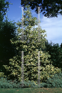 Picture of Ilex x altaclarensis 'Belgica Aurea (Silver Sentinel)'