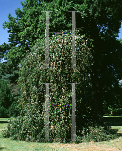 Picture of Ilex aquifolium 'Pendula'