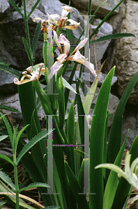 Picture of Iris foetidissima 