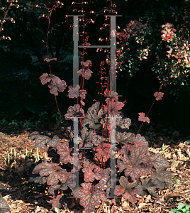 Picture of Heuchera americana 'Persian Carpet'