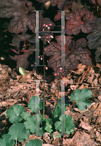 Picture of Heuchera pulchella 