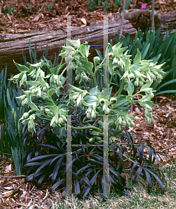 Picture of Helleborus foetidus 