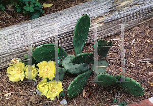 Picture of Opuntia compressa 