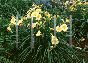 Picture of Hemerocallis  'Stella d'Oro'