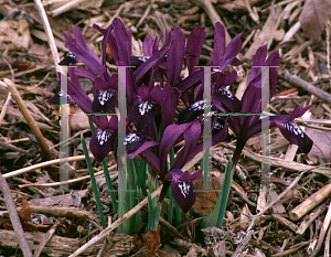 Picture of Iris reticulata 'Edward'