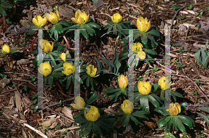 Picture of Eranthis hyemalis 