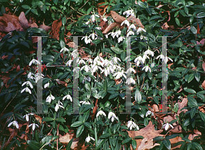 Picture of Galanthus nivalis 