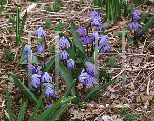 Picture of Scilla siberica 