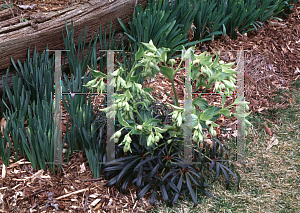 Picture of Helleborus foetidus 