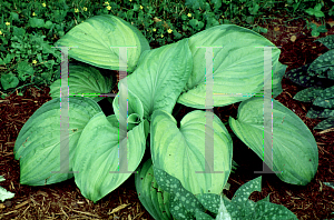 Picture of Hosta  'Guacamole'