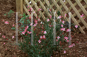 Picture of Oenothera lindheimeri 'Siskiyou Pink'