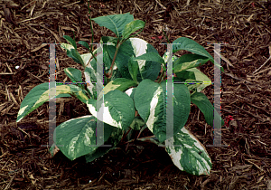 Picture of Polygonum virginianum 'Variegatum'