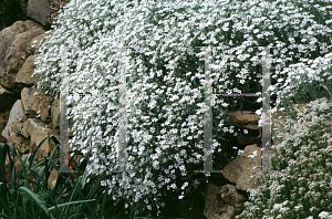 Picture of Cerastium tomentosum 