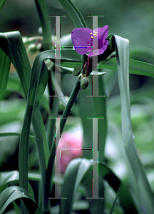 Picture of Tradescantia virginiana 'Select'