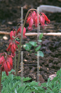 Picture of Dicentra formosa 'Luxuriant'