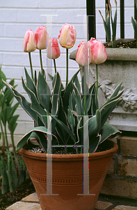 Picture of Tulipa x 'New Design'