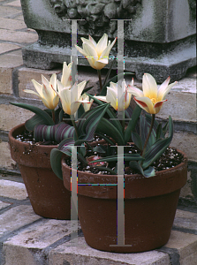 Picture of Tulipa x 'Johann Strauss'
