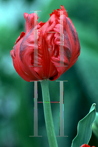 Picture of Tulipa x 'Texas Fire'