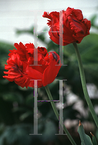 Picture of Tulipa x 'Texas Fire'